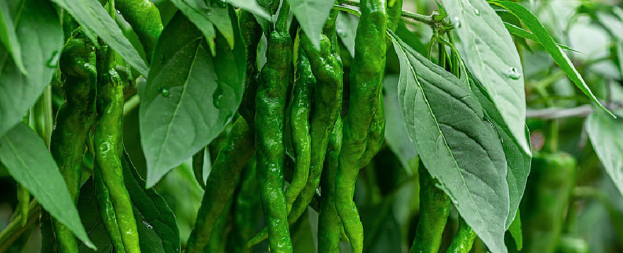 Use fertilizers correctly