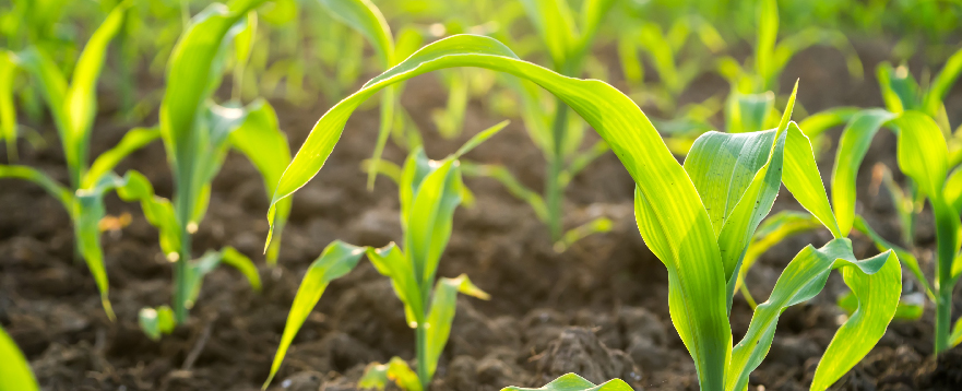 Special fertilizer for corn