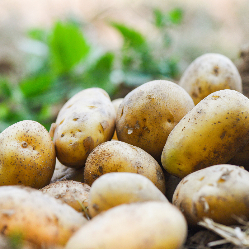 Potato