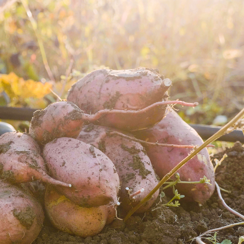 Sweet potato