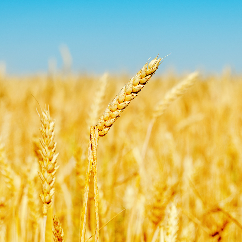 Wheat