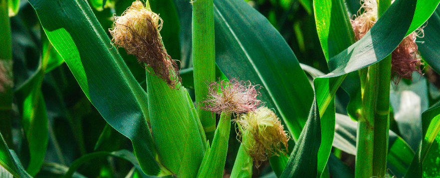Special fertilizer for corn