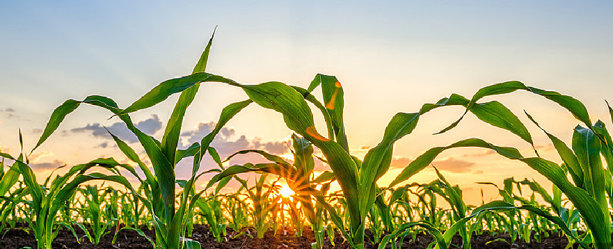 High-yield fertilizer ratio