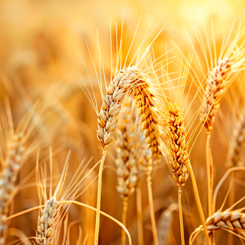 Wheat