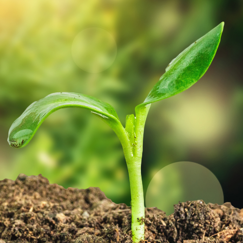 Promote root systems